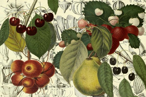 Cerasis (Cherries)