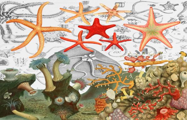 Starfish, Coral, and Sea Anemones
