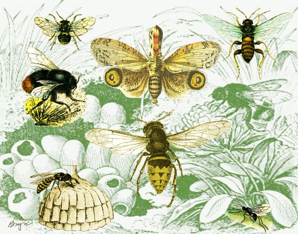 BeeWare