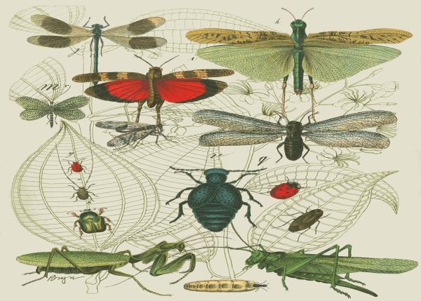 Beetles, Grasshoppers and Crickets