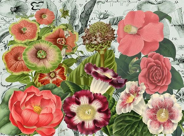 Camellias No. 1