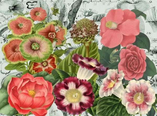Camellias No. 1 (Large)