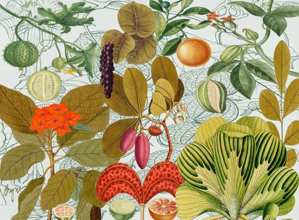 Exotic Fruit Salad (2025)
