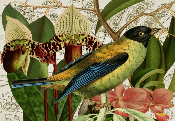 Green Bird and Orchids