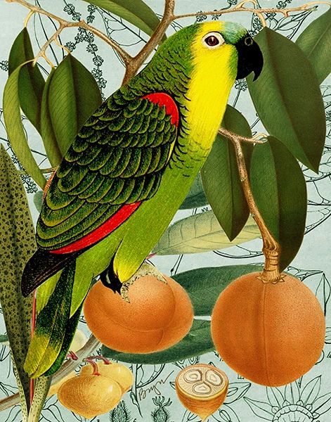 Green Parrot