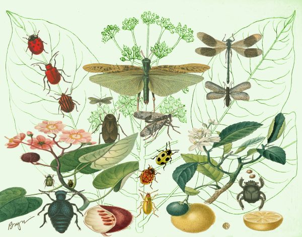 Ladybug Procession