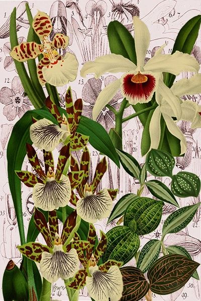 Orchids No. 1 (Large)