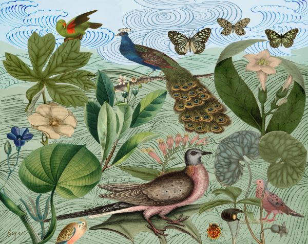 Padua Birds