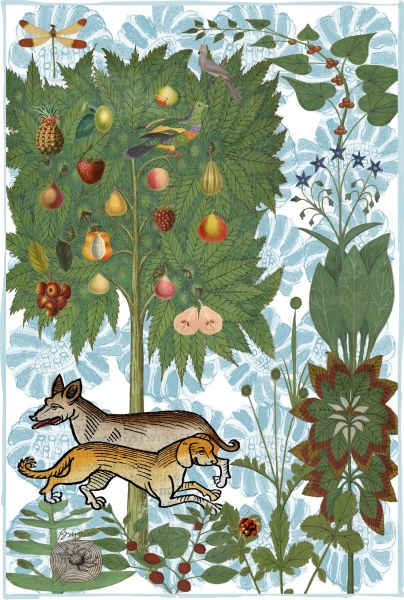 Padua Dogs