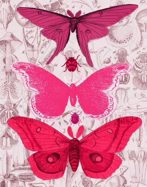 Pink Wings