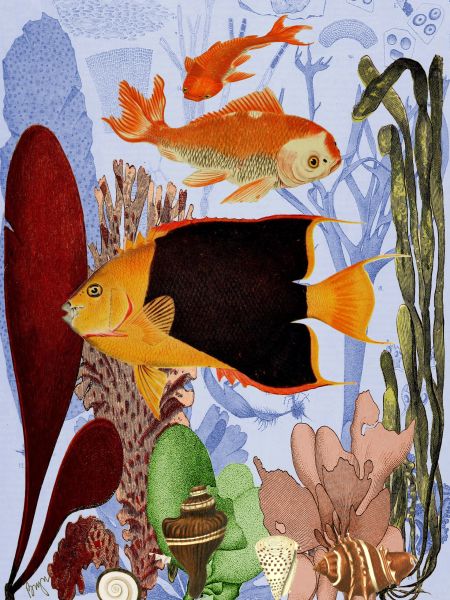 Rock Beauty and Two Goldfish