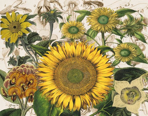 Sunflower Plus 6
