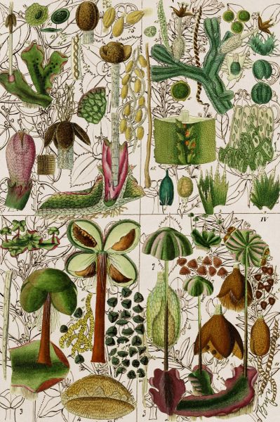 The Botany Lesson