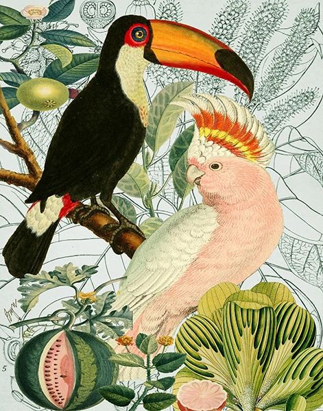 Toucan and Pink Cockatoo