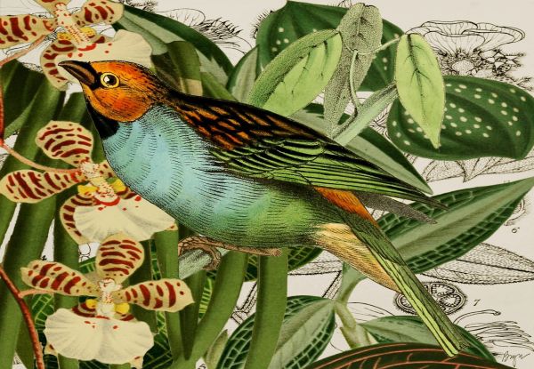 Turquoise Bird and Orchids