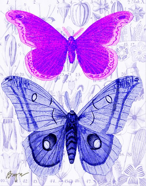 Two Purple Moths