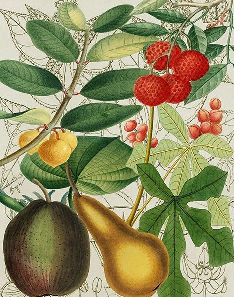 Yellow Pear and More