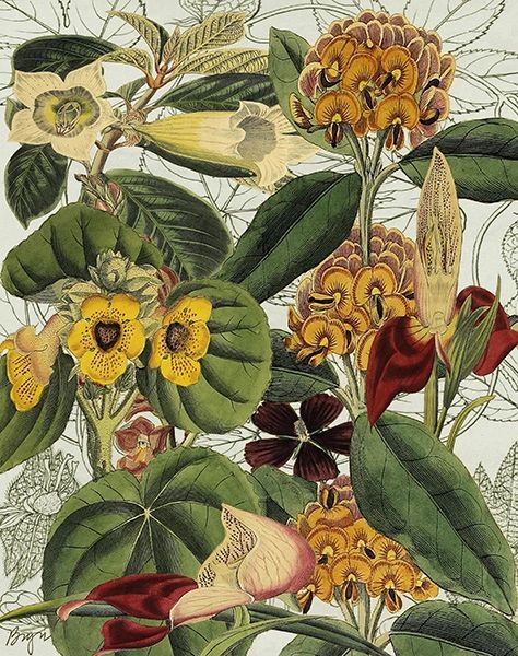 Yellow Unicorn Plant