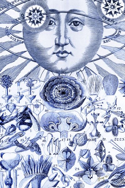 Blue, Sun Map and Flowers