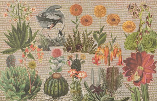 Desert Cactus with Green Heron
