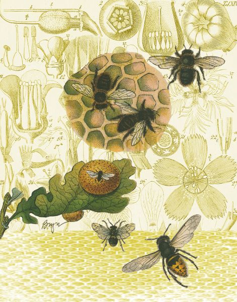 Honeycomb
