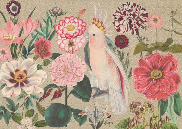 Pink Cockatoo