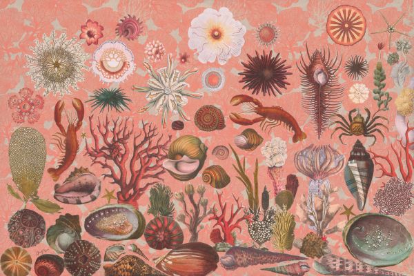 Pink Coral