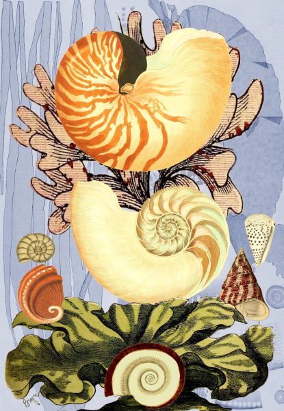 Spiral Shells